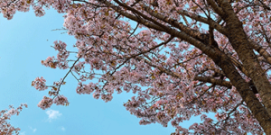 2024 벚꽃 개화 시기 및 지역별 축제 일정 / 벚꽃 명소